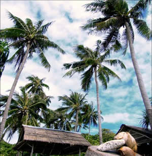 [普吉岛旅游]泰国普吉岛PP岛SPA五星度假区四天豪华度假团