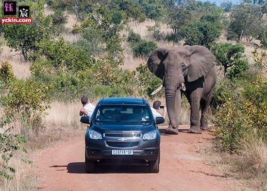 南非比林斯堡野生动物区
